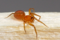 L'Oonops domestique. Une femelle (Araneae - Oonopidae - Oonops domesticus)